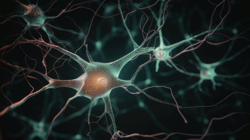 Neural network illustration showing brain neurons and synaptic connections — what is neurofeedback